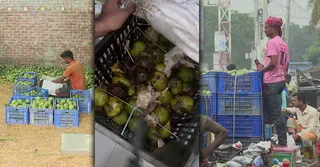 কুরিয়ার সার্ভিসের গাফিলতিতে বিপাকে রাজশাহীর আম ব্যবসায়ীরা